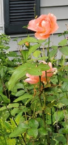 ggurl rose.jpg